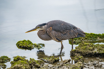 Great Blue Heron fishing in the shallow