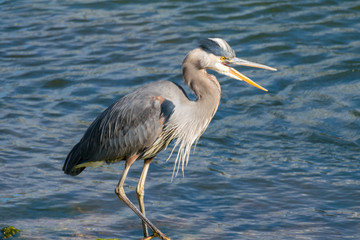 Fototapeta premium agitated great blue heron in the river