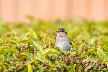 sparrow hiding in the bush