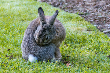 grey rabbit licking its back on the grass