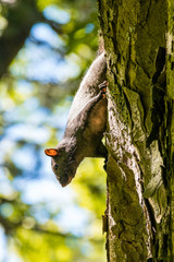 squirrel climbing down the tree