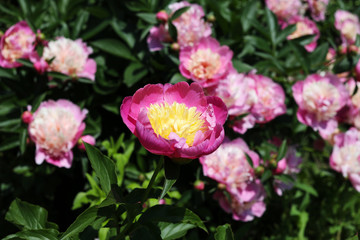 Flowering hybrid pink peony "KINSUI" in the spring garden.