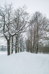 An oak alley at winter park after snow storm