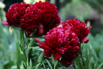 Blooming of a red peony "Red Grace" in a spring garden.