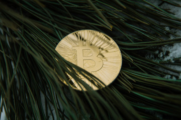 bitcoin gold. money coin. New Year's decor. Christmas tree in the snow