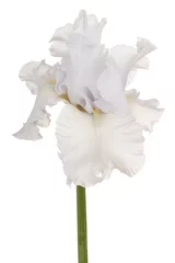 Papier Peint photo autocollant Iris fleur d& 39 iris isolé