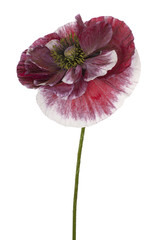 Fototapeta premium kwiat maku na białym tle