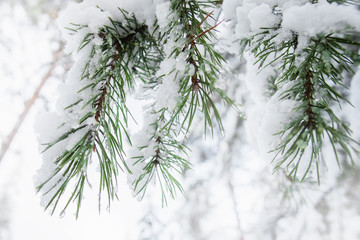 Close up pine branches in snow on a light background