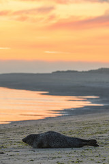 Phoque veau-marin sur son reposoir à l'aube © Alonbou