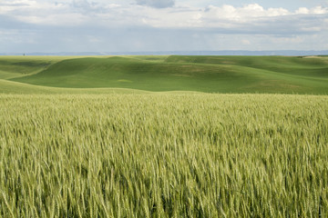 Palouse Vista Wheat