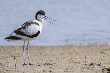 Avocette élégante - Recurvirostra avosetta - Pied Avocet