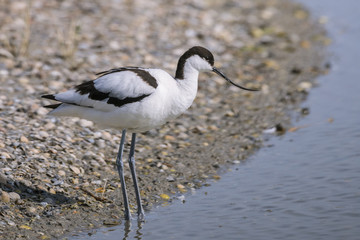 Avocette élégante - Recurvirostra avosetta - Pied Avocet
