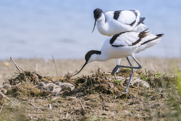 Avocette élégante - Recurvirostra avosetta - Pied Avocet