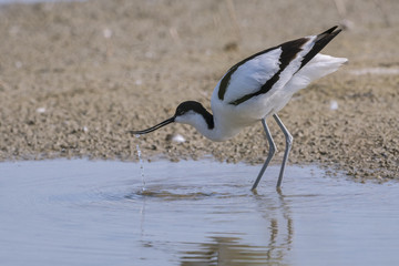 Avocette élégante - Recurvirostra avosetta - Pied Avocet