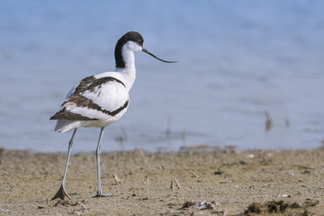 Avocette élégante - Recurvirostra avosetta - Pied Avocet
