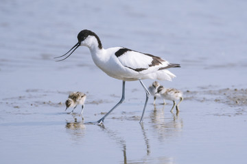 Avocette élégante - Recurvirostra avosetta - Pied Avocet
