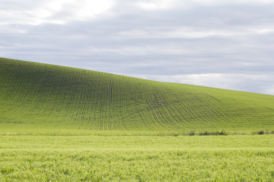 Wheat rows