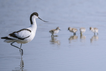 Avocette élégante - Recurvirostra avosetta - Pied Avocet