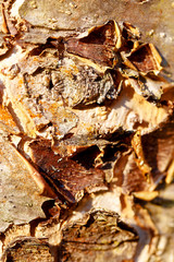 bark of tree, detailed structural pattern. Brown color background.