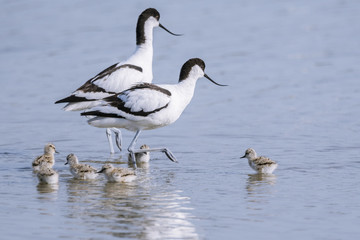 Avocette élégante - Recurvirostra avosetta - Pied Avocet © Alonbou