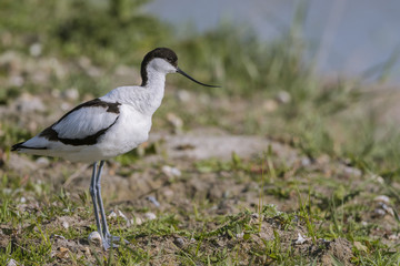 Avocette élégante - Recurvirostra avosetta - Pied Avocet