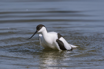 Avocette élégante - Recurvirostra avosetta - Pied Avocet