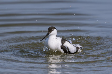 Avocette élégante - Recurvirostra avosetta - Pied Avocet