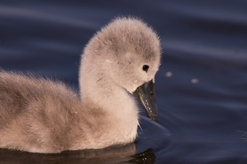Cygne tuberculé - Cygnus olor - Mute Swan - Saison : Printemps - Lieu :  Le Crotoy, Baie de Somme, Somme, Hauts-de-France, France.