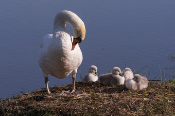 Cygnons (cygneaux) - Toilette en famille