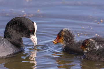 Foulque macroule - Fulica atra - Eurasian Coot