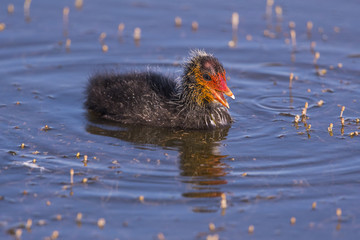 Foulque macroule - Fulica atra - Eurasian Coot