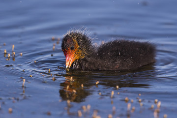 Foulque macroule - Fulica atra - Eurasian Coot