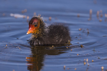 Foulque macroule - Fulica atra - Eurasian Coot