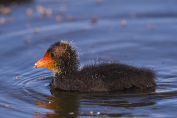 Foulque macroule - Fulica atra - Eurasian Coot
