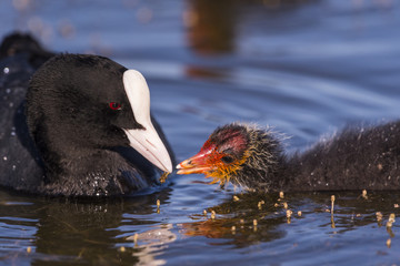 Foulque macroule - Fulica atra - Eurasian Coot