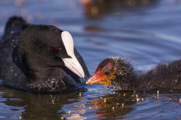 Foulque macroule - Fulica atra - Eurasian Coot