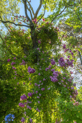 Les jardins de Claude Monet à Giverny en Normandie