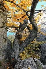 Trail in the gorge of the mountain Demerdzhi
