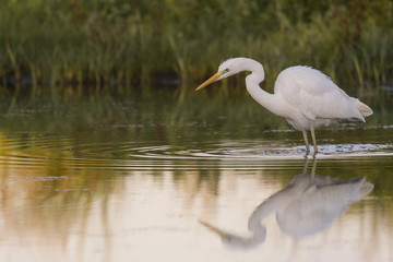 Grande Aigrette - Ardea alba - Great Egret