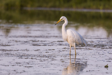Grande Aigrette - Ardea alba - Great Egret