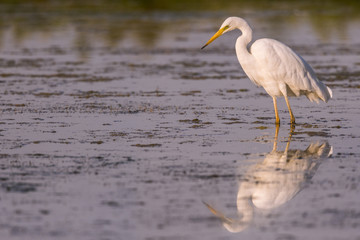 Grande Aigrette - Ardea alba - Great Egret