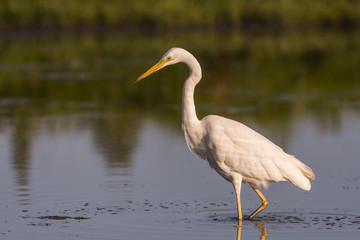 Grande Aigrette - Ardea alba - Great Egret