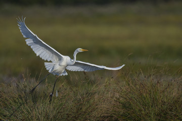 Grande Aigrette - Ardea alba - Great Egret et aigrette garzette