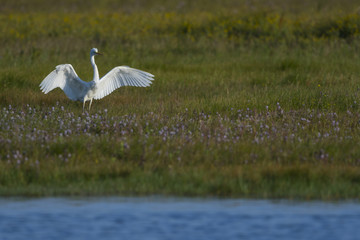 Grande Aigrette - Ardea alba - Great Egret et aigrette garzette