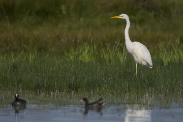 Grande Aigrette - Ardea alba - Great Egret et aigrette garzette
