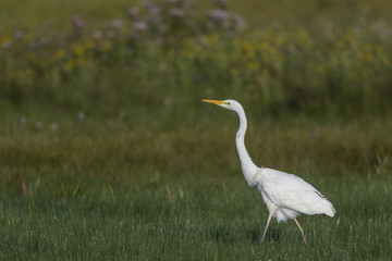 Obraz premium Grande Aigrette - Ardea alba - Great Egret et aigrette garzette