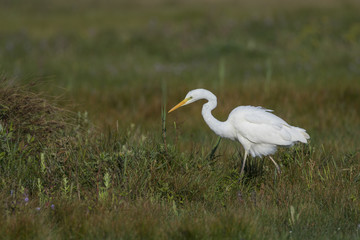 Grande Aigrette - Ardea alba - Great Egret et aigrette garzette