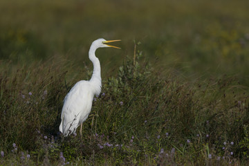 Grande Aigrette - Ardea alba - Great Egret et aigrette garzette