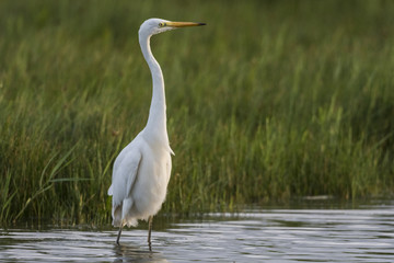 Grande Aigrette - Ardea alba - Great Egret