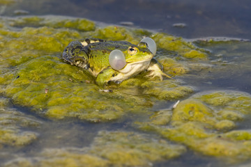 Grenouille verte,grenouille commune,Rana klepton esculenta